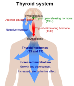 Thyroid_system