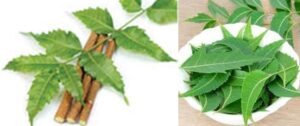 neem ಬೇವು - ಉಪಯುಕ್ತ ಔಷಧಿ