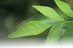 curry-leaves-