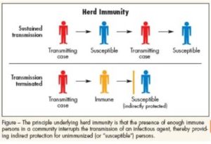 Herd-immunit