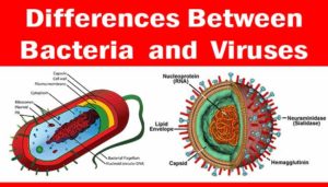 Differences-Between-Bacteria-and-Viruses