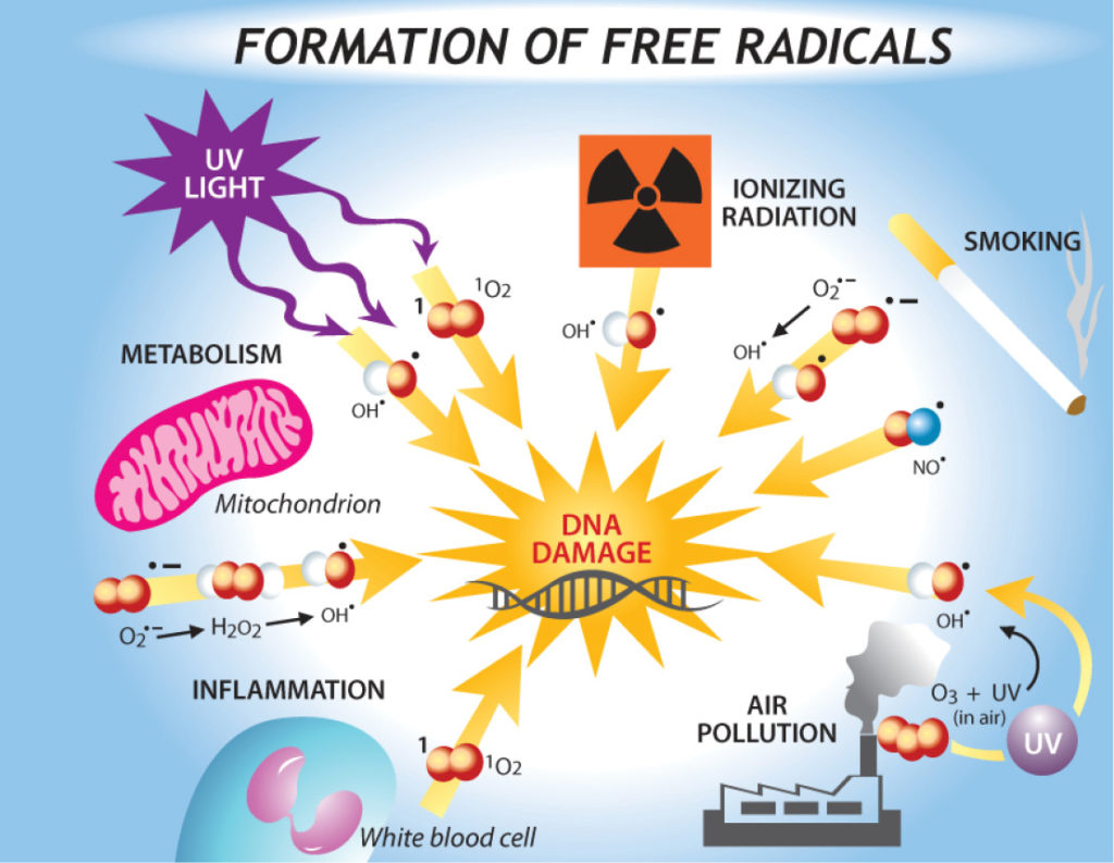 free-radicals_