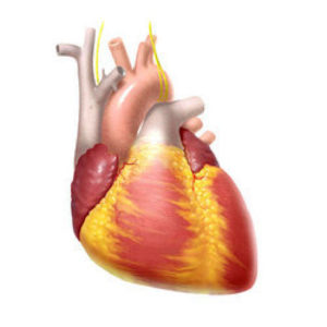 heart. ಆರೋಗ್ಯಕರ ಹೃದಯಕ್ಕೆ 12 ಸೂತ್ರಗಳು
