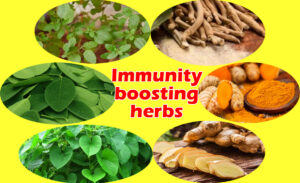 Immunity-boosting-herbs COVID ಮಹಾಮಾರಿ - ರೋಗನಿರೋಧಕ ಶಕ್ತಿ ಹೆಚ್ಚಿಸುವ ಆಹಾರ ಸೇವಿಸಿ