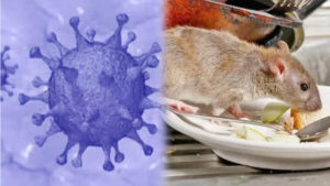 hantavirus