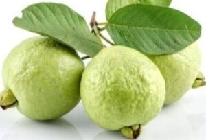 perale-hannu-guava ಸೀಬೆ ಹಣ್ಣು ಅಥವಾ ಪೇರಳೆ ಹಣ್ಣು - ಬಡವರ ಸೇಬು