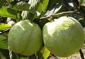 perale-hannu-guava1 ಸೀಬೆ ಹಣ್ಣು ಅಥವಾ ಪೇರಳೆ ಹಣ್ಣು - ಬಡವರ ಸೇಬು
