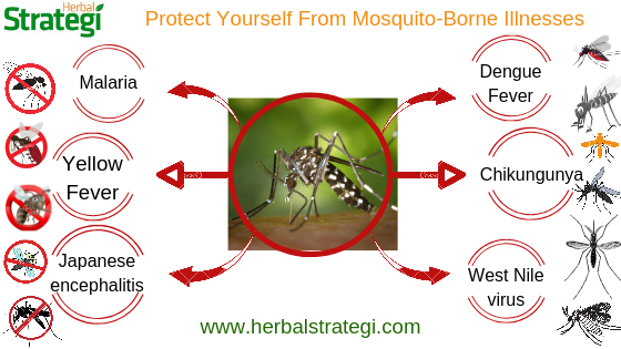 Mosquitoes-Spread-Disease
