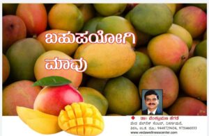 Mango-health-benefits./ಮಾವು ಬಹುಪಯೋಗಿ - ಧಾತುಗಳಿಗೆ ಪುಷ್ಠಿ ವೀರ್ಯವೃದ್ಧಿಗೆ  ಸಹಕಾರಿ.