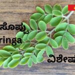 ನುಗ್ಗೆ ಸೊಪ್ಪು – ವಿಶೇಷತೆಗಳು
