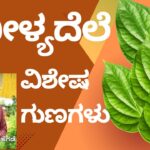 Vīḷyadele viśhēṣa auṣadhīya guṇagaḷu #nisarghamane #vydyaloka #healthvision #drvenkataramanahegde