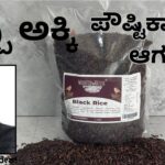 Kappu akki - pauṣṭikāmśhada āagara #blackrice #woodified #prashantsunderesh #vydyaloka #healthvision